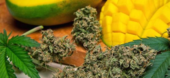 Cos'È Il Mircene Nella Cannabis?