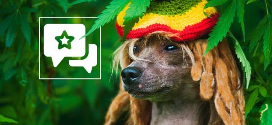 Il Fumo Passivo Di Cannabis Fa Male Ai Nostri Animali Domestici?