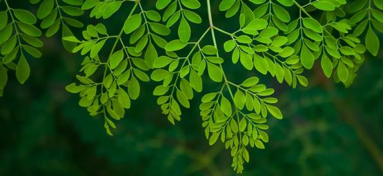 Moringa: Tutto Quello Che Devi Sapere