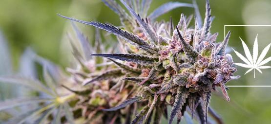 Cos'È Una Varietà Di Cannabis?