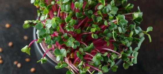 Microgreen: Cosa Sono E Come Coltivarli