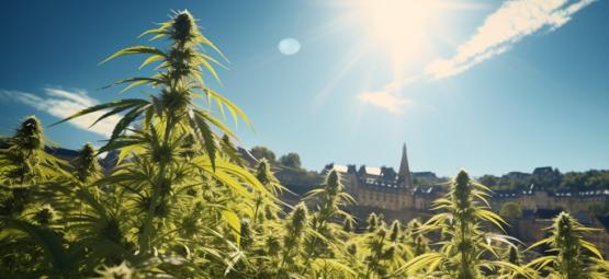 Un'Altra Vittoria Per La Cannabis: Il Lussemburgo Legalizza La Marijuana