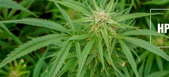 HpLVd Nella Cannabis: Rischi E Precauzioni