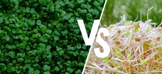 Germogli E Microgreen: Qual È La Differenza?