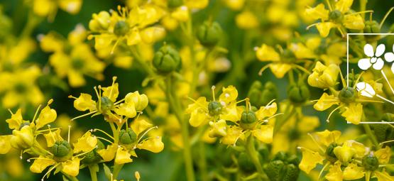 Cos'È La Ruta Graveolens?