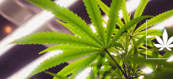 Le Lampade LEC Sono Adatte Alla Coltivazione Della Cannabis?