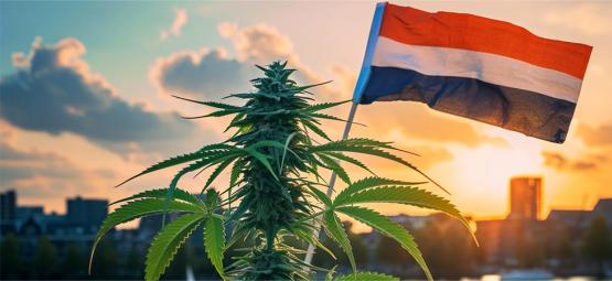 I Paesi Bassi Inaugurano Una Nuova Era Legalizzando La Vendita Della Cannabis