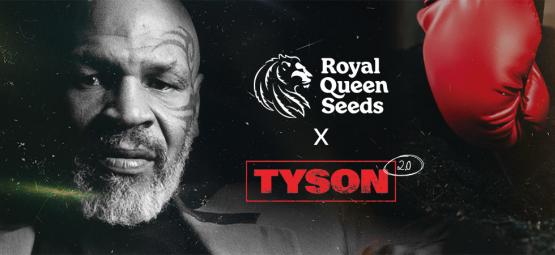 Royal Queen Seeds X Mike Tyson: Un Incontro Che Farà La Storia