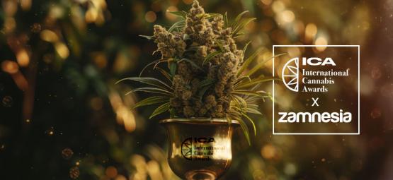 International Cannabis Awards 2024: Zamnesia Vince Alla Grande