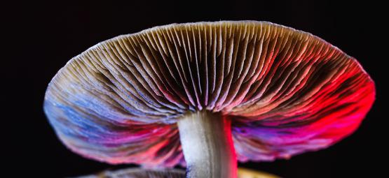 Tutto Quello Che C'È Da Sapere Sul Fungo Psilocybe Cubensis