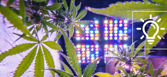 Entusiasmanti Tecnologie Per Coltivare Cannabis Nel 2024