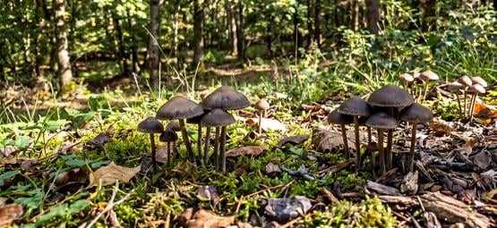 Come Coltivare Funghi Magici All'Aria Aperta