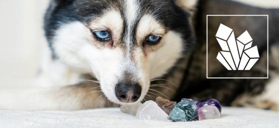 Gemme e pietre preziose per il benessere degli animali domestici
