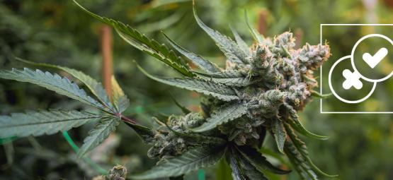 Cannabis e leggende urbane: Sfatiamo i miti più assurdi sull'erba