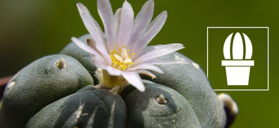 Cos'è il peyote e perché viene utilizzato?