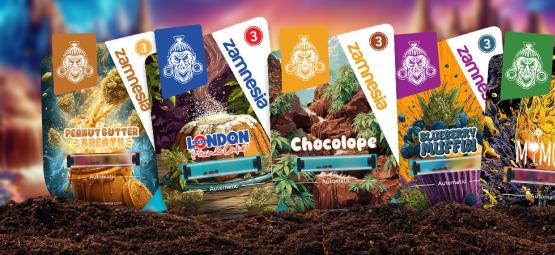 Showcase delle varietà di Zamnesia: Sugar Valley