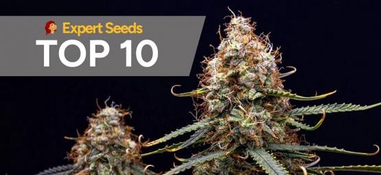 Top 10 delle migliori varietà di Expert Seeds