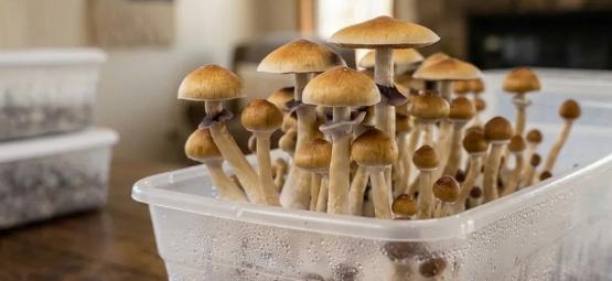 Shoebox Tek: guida completa alla coltivazione di funghi in shoebox