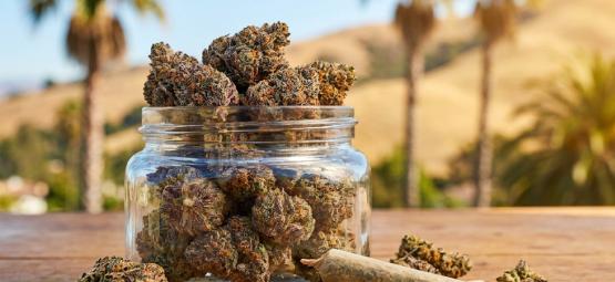 Top 10: le migliori varietà di Cali Weed