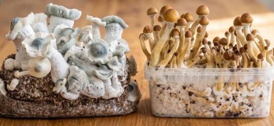 Grow Kit di Funghi Magici vs. Sacchetti Ready-2-Grow