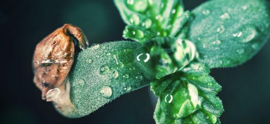 Consigli Colturali: Come Prendersi Cura Dei Piantini Di Cannabis