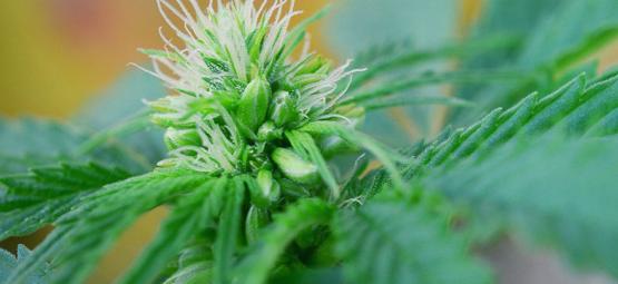 Individuare Piante Di Cannabis Maschio Ed Ermafrodite In Anticipo