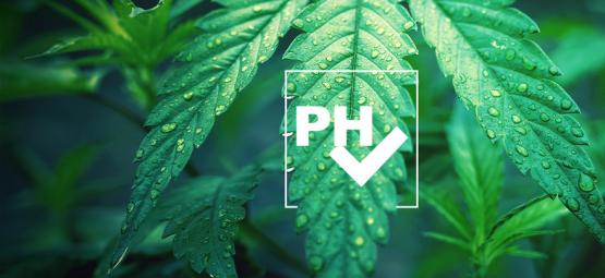 Come Regolare I Livelli Di pH Nelle Colture Di Cannabis