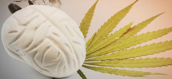 Come Agisce La Cannabis Sul Vostro Cervello