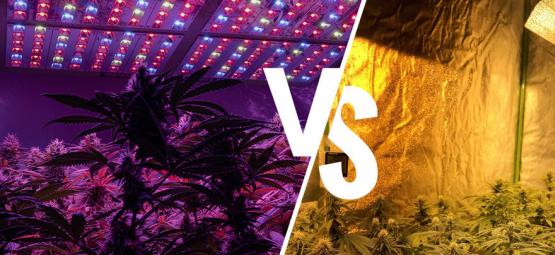 Lampade Per Coltivazione Della Cannabis: LED Contro HPS