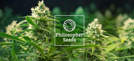 I 5 Consigli Della Philospher Seeds Su Come Coltivare Varietà Autofiorenti 