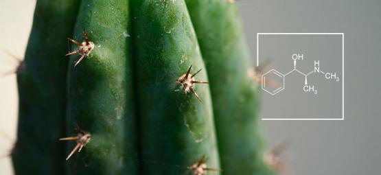 Come Aumentare I Livelli Di Alcaloidi Nei Cactus Mescalinici