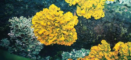 Il mistero dei licheni allucinogeni 