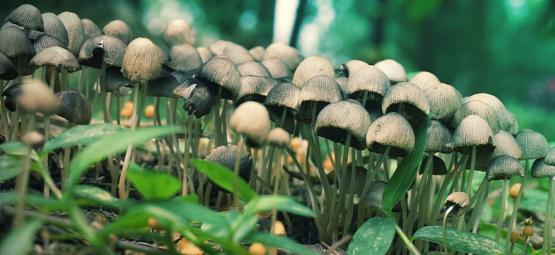 A Caccia Di Funghi Magici: Una Pratica Guida