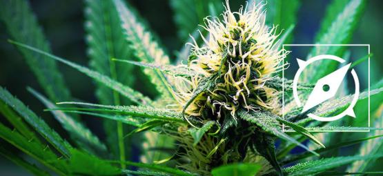 Le Origini Della Cannabis OG Kush