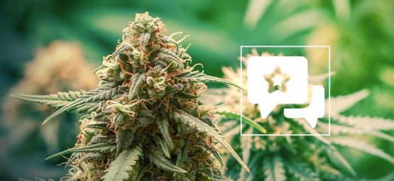 Master Kush: Recensione & Informazioni Sulla Varietà