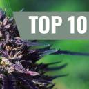 Le 10 Migliori Variet&agrave; Di Cannabis Purple [2026]  