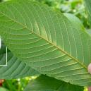 La storia dell'uso del kratom