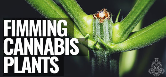 Fimming Alle Piante Di Cannabis | Aumentare Il Raccolto Di Marijuana