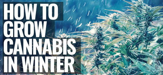 Come Coltivare Cannabis in Inverno