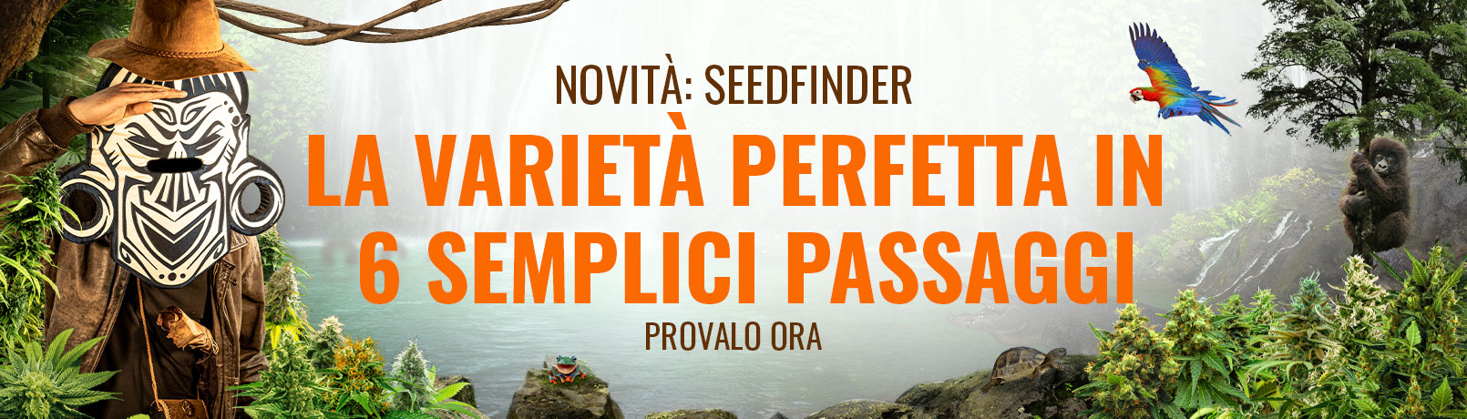 Seedfinder Current Offer Banner IT_offer
