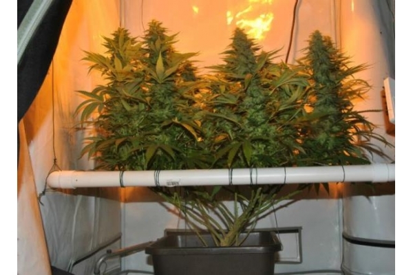 Amnesia Haze (Royal Queen Seeds) femminizzata Amnesia Haze (Royal Queen Seeds) femminizzata