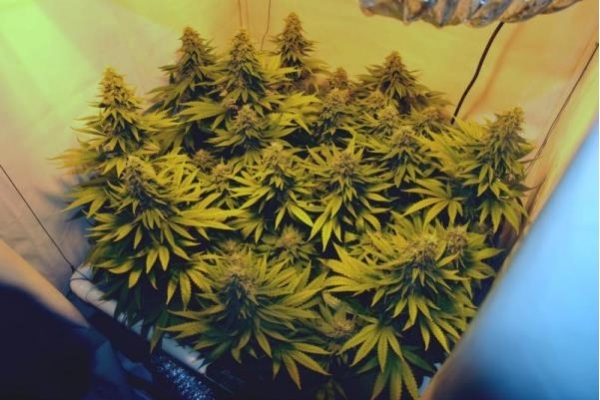 Amnesia Haze (Royal Queen Seeds) femminizzata Amnesia Haze (Royal Queen Seeds) femminizzata