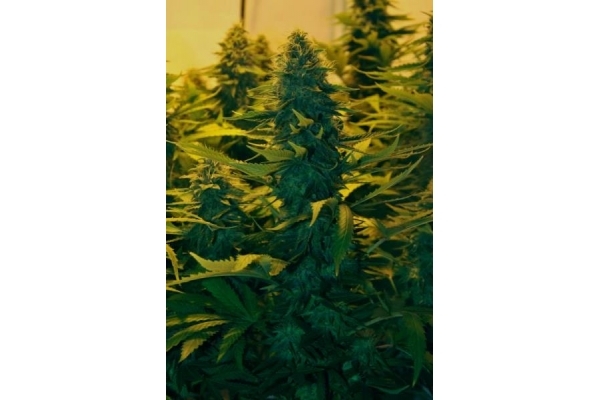 Amnesia Haze (Royal Queen Seeds) femminizzata Amnesia Haze (Royal Queen Seeds) femminizzata