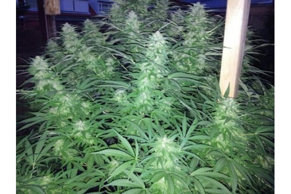 Amnesia Haze (Royal Queen Seeds) femminizzata Amnesia Haze (Royal Queen Seeds) femminizzata