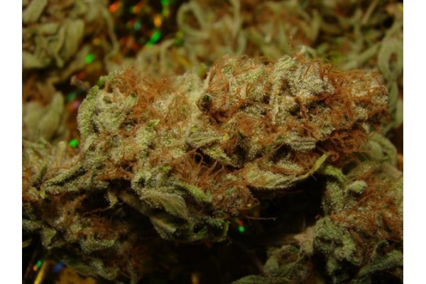 Amnesia Haze (Royal Queen Seeds) femminizzata