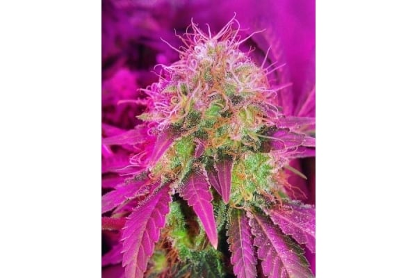 White Widow (Royal Queen Seeds) femminizzata