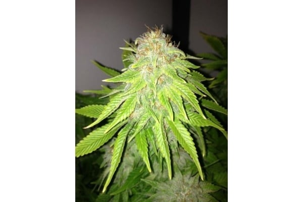 White Widow (Royal Queen Seeds) femminizzata