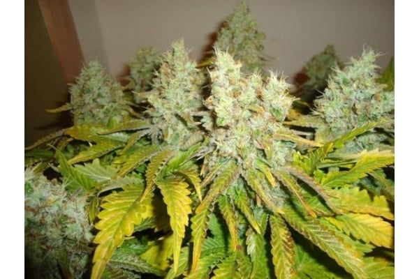 White Widow (Royal Queen Seeds) femminizzata