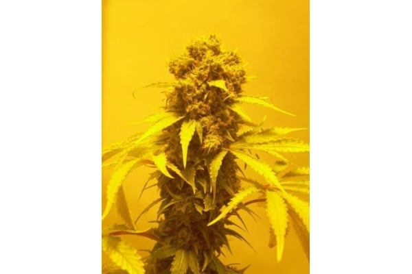 White Widow (Royal Queen Seeds) femminizzata