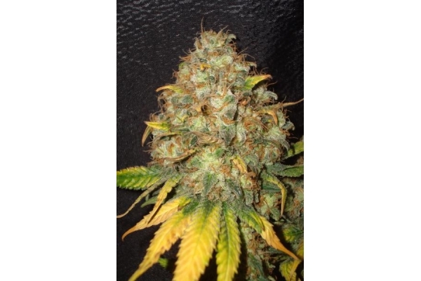 Ice (Royal Queen Seeds) femminizzata